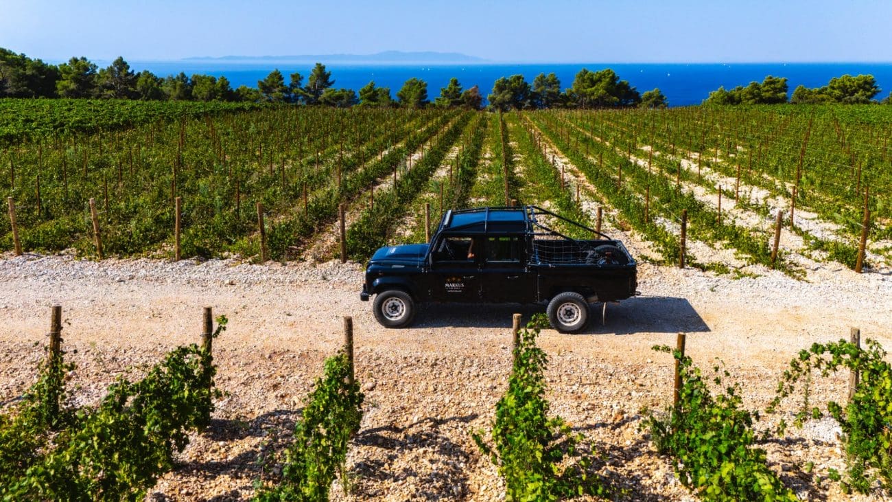 Povijesni dan za hrvatsko vinarstvo! Ambiciozna vinarija odradila je prvu berbu u sklopu projekta na Šolti: Kadrovi su impresivni