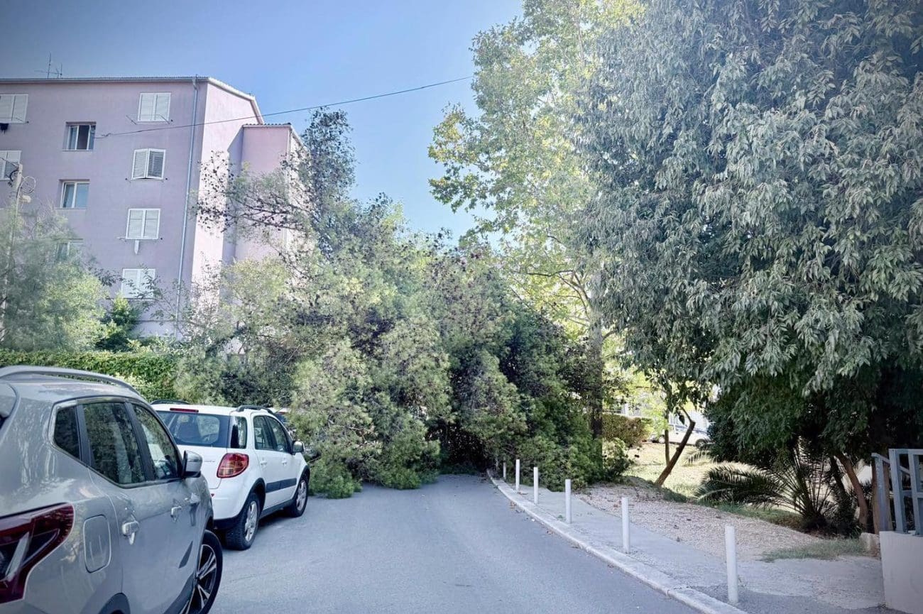 Golemi bor se srušio usred Splita