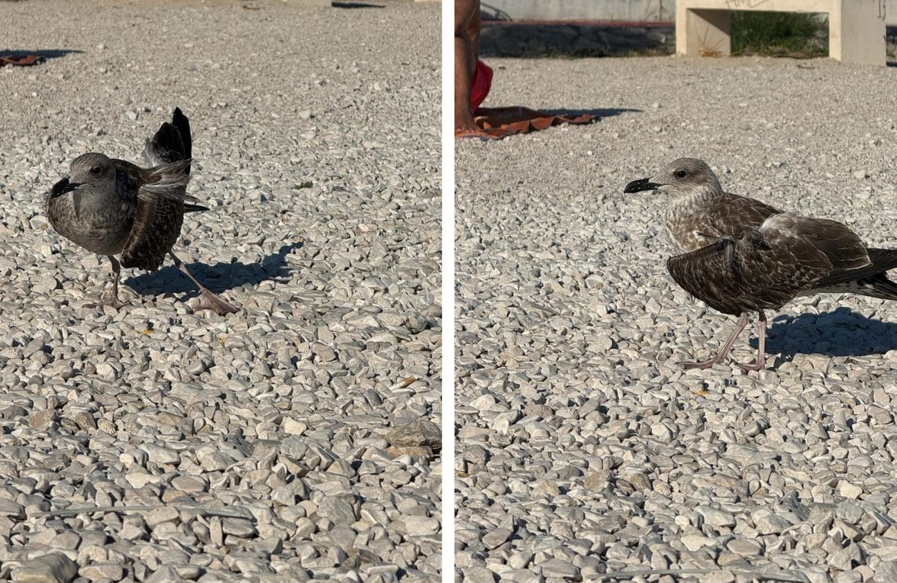 Ozlijeđeni galeb na Trsteniku čeka pomoć: "Krilo mu visi, ne može poletjeti, bojim se da zimu neće preživjeti"