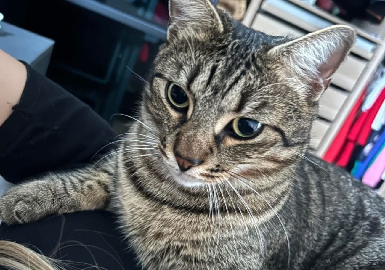 Jeste li vidjeli Peru? Nestao na Sirobuji, vlasnici nude novčanu nagradu nalazniku