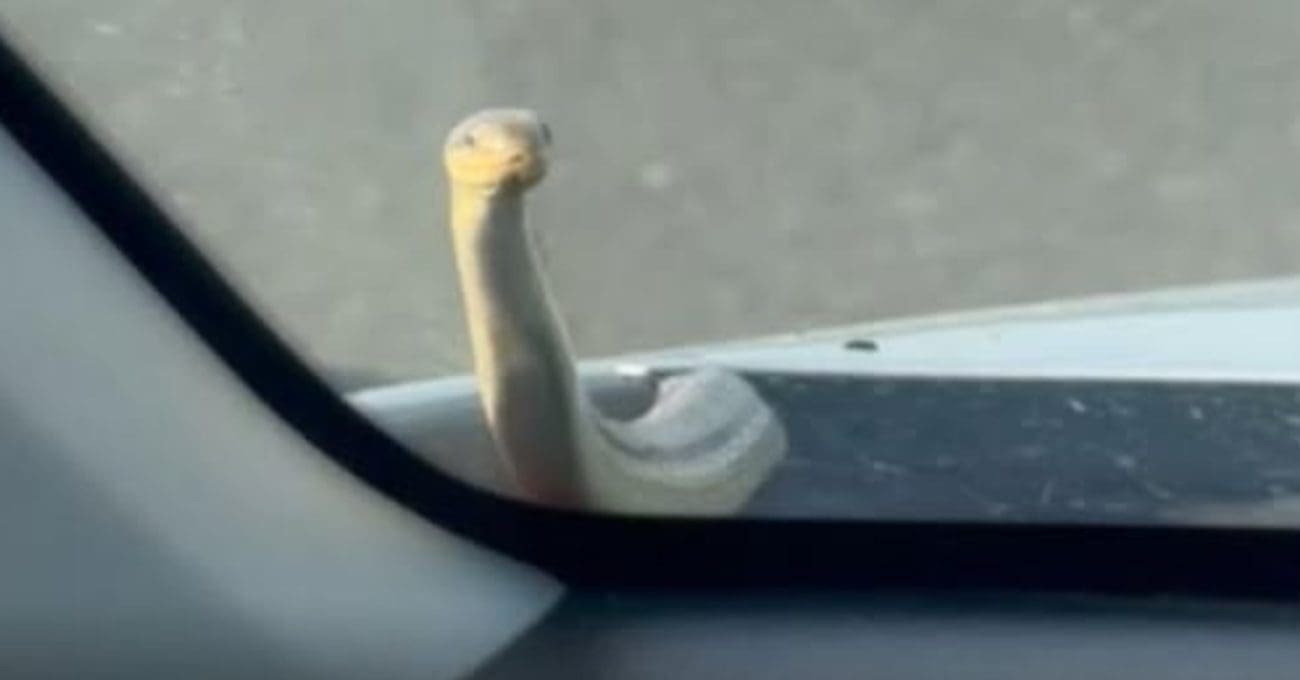 VIDEO Jeziv prizor na Dalmatini. Vozaču zmija počela izlaziti iz haube automobila