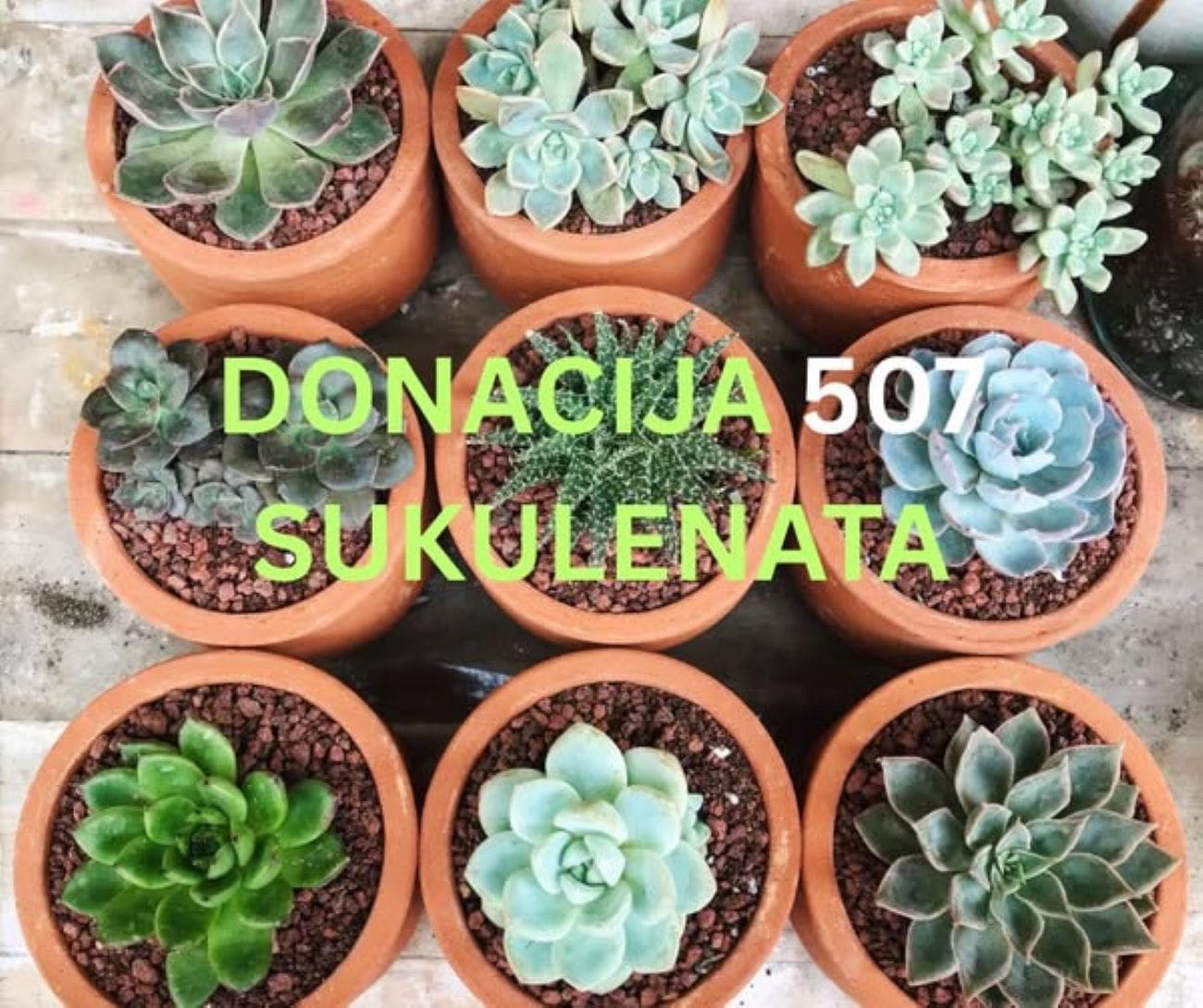 Uključite se u akciju: Split prikuplja sukulente za Dan prevencije suicida