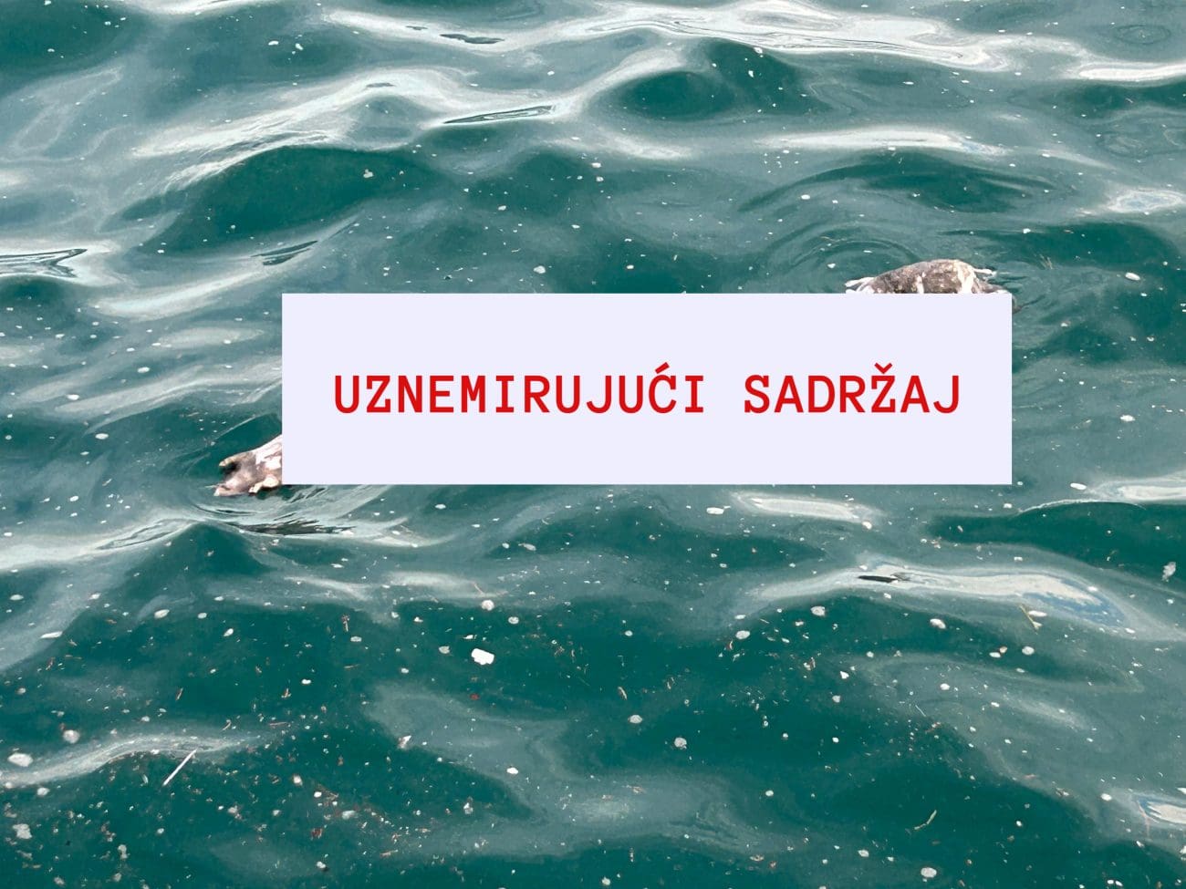 Užasni prizori na Zapadnoj obali: Mrtvi štakori plutaju po moru