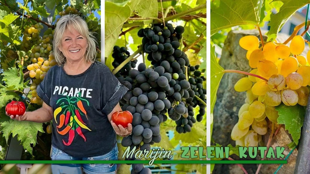 Ova loza raste bez kemikalija, bez pesticida i bez drame. Njeno grožđe nema pretenzija postati merlot, chardonnay ili cabernet