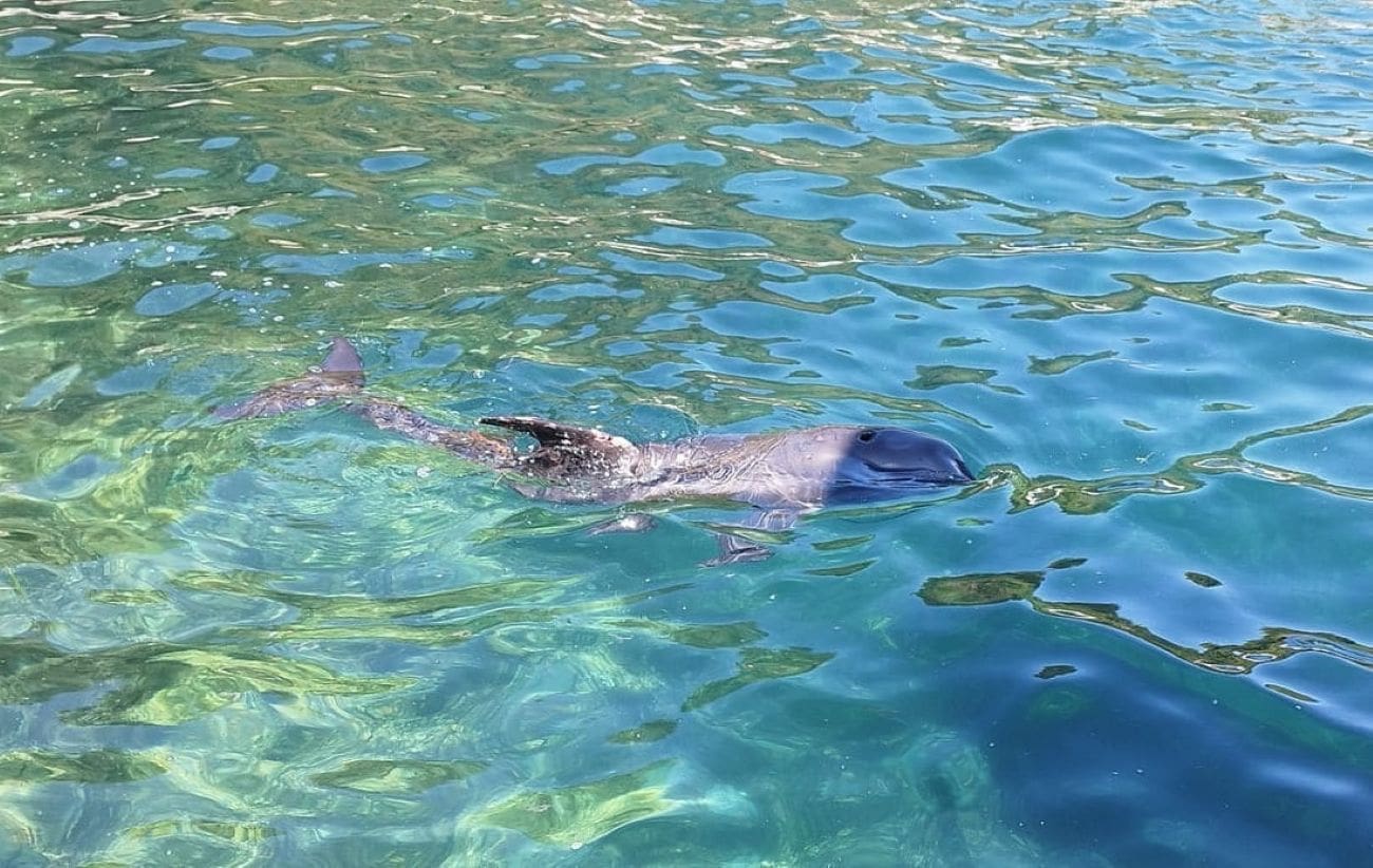 Proširila se informacija da je dupin na našem otoku uginuo uslijed naleta plovila. Evo što je zapravo istina