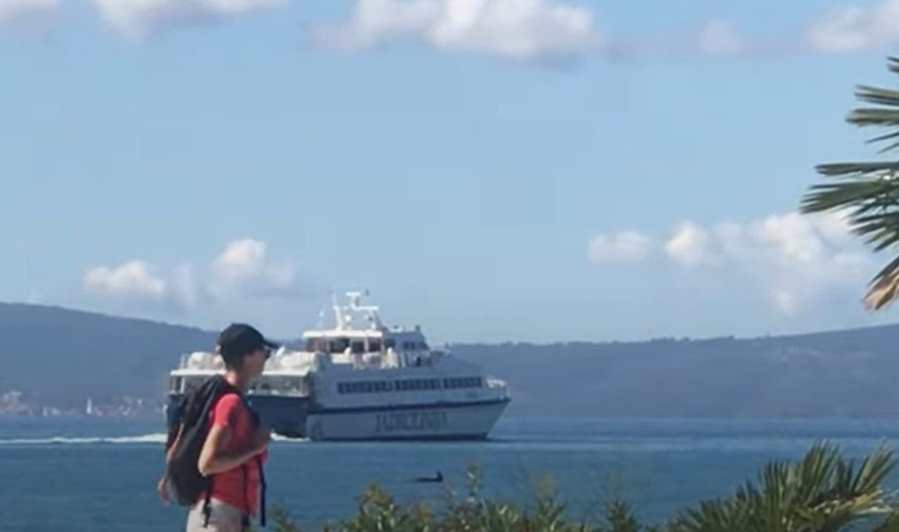 VIDEO Dupin ispratio katamaran u splitskoj luci