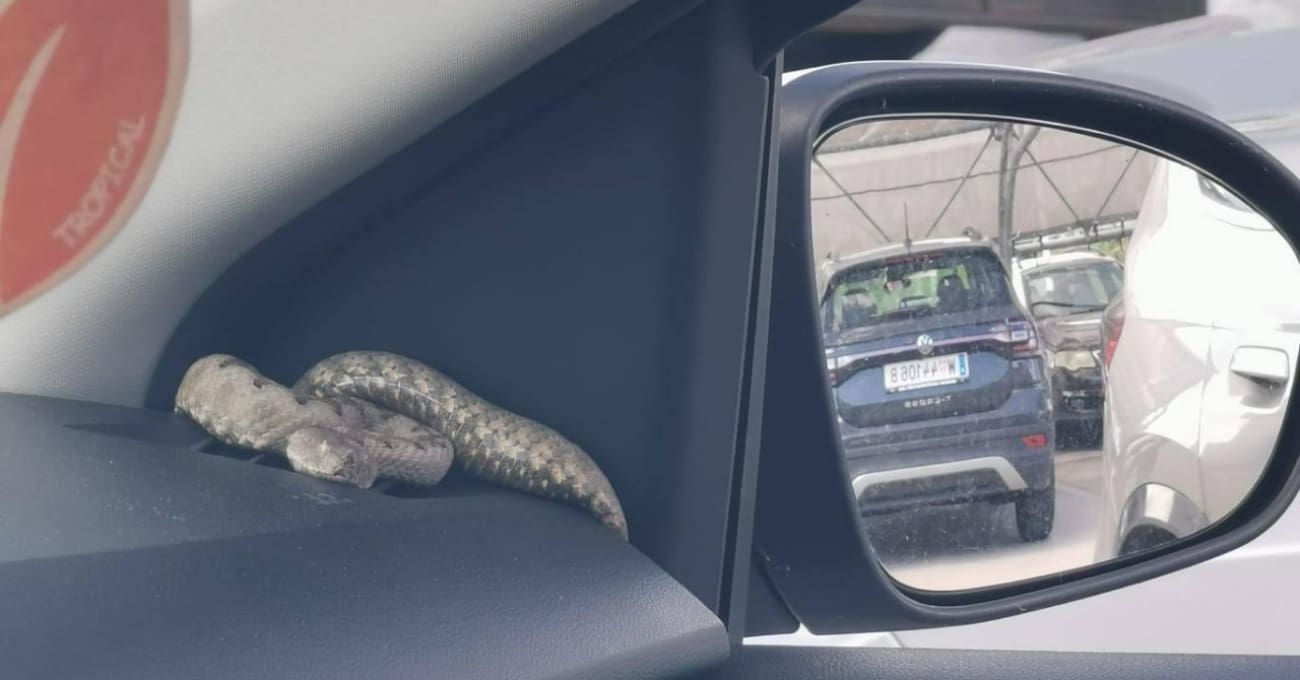 FOTO Vatrogasci u automobilu u Hrvatskoj pronašli poskoka