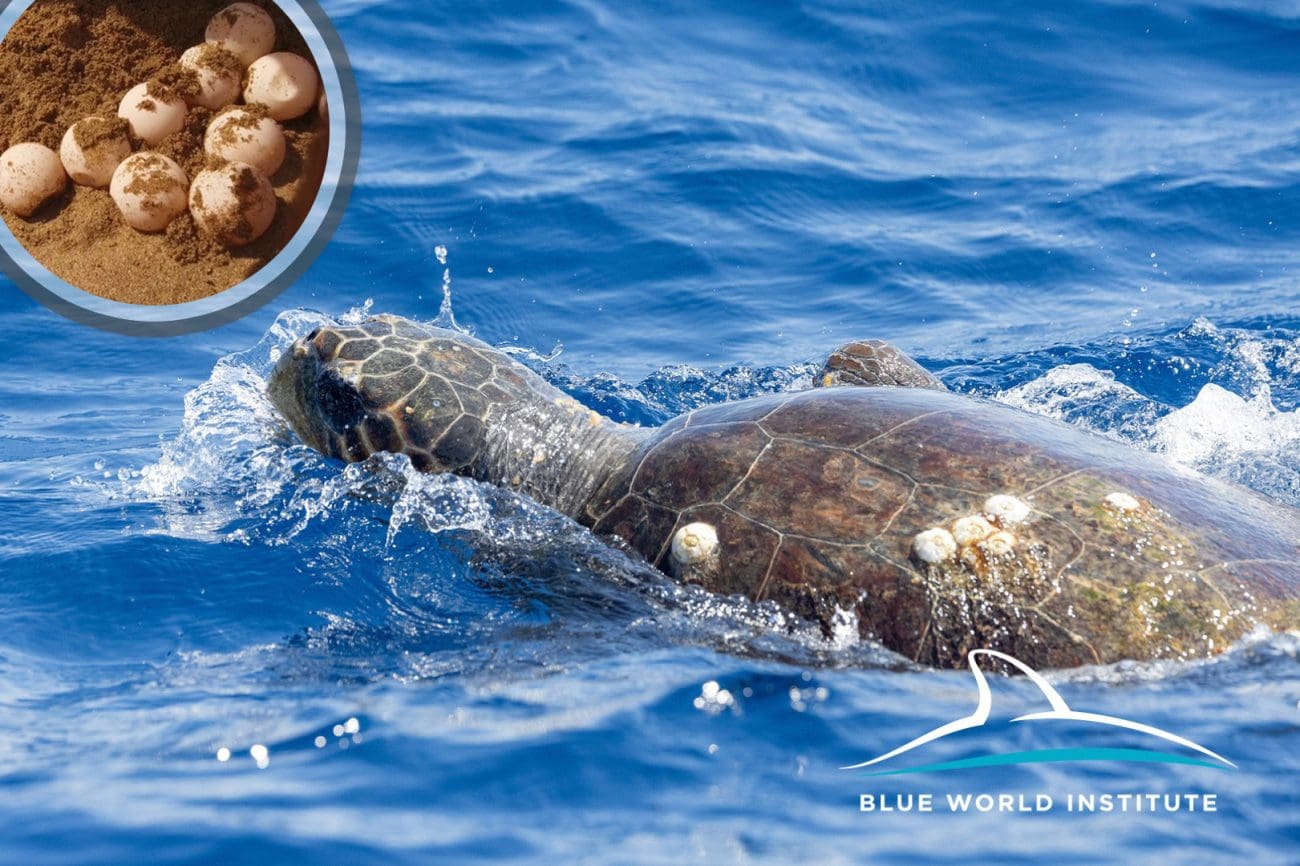 Senzacija s Korčule: Otkriveno prvo gnijezdo glavate želve u Hrvatskoj