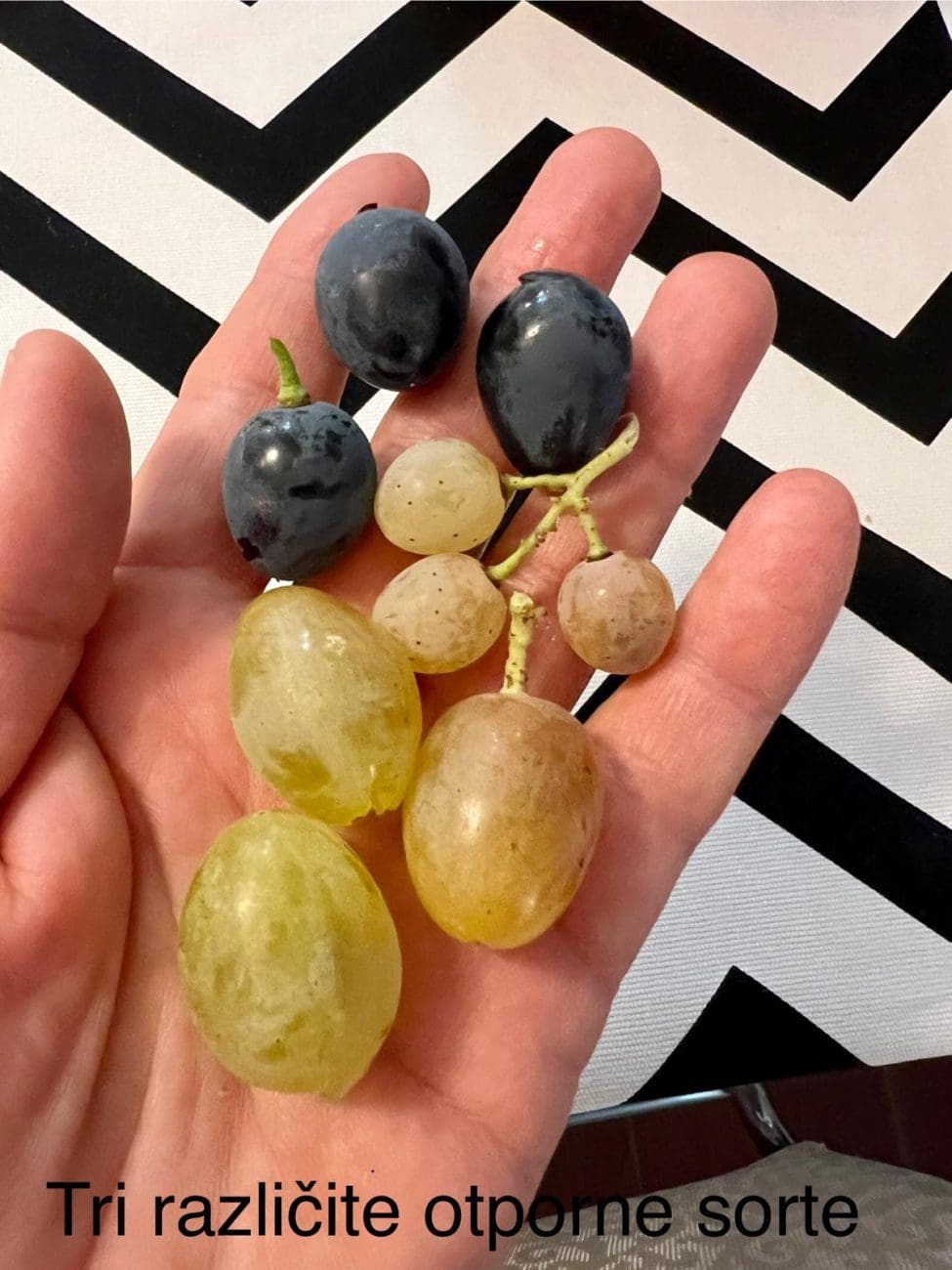 grozdhe 5