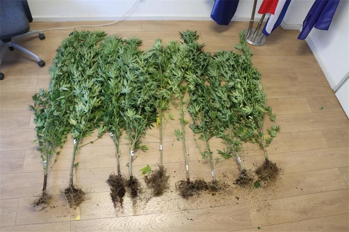 Uhićeni zbog uzgoja marihuane: Policija zaplijenila devet stabljika i drogu