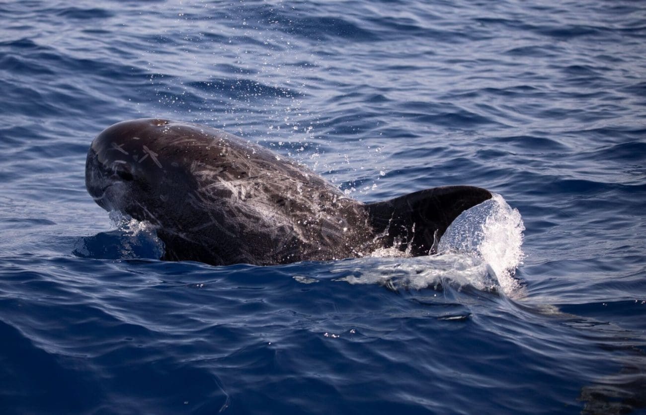 Sjećate se ozlijeđenog mladog dupina kojem su mnogi pokušali pomoći? Loše vijesti stigle s druge strane Jadrana