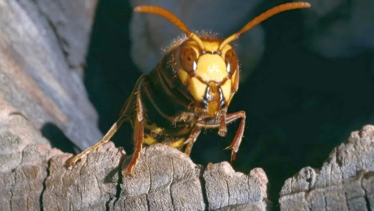 Smrtonosan napad stršljena: Muškarac preminuo unatoč brzoj pomoći