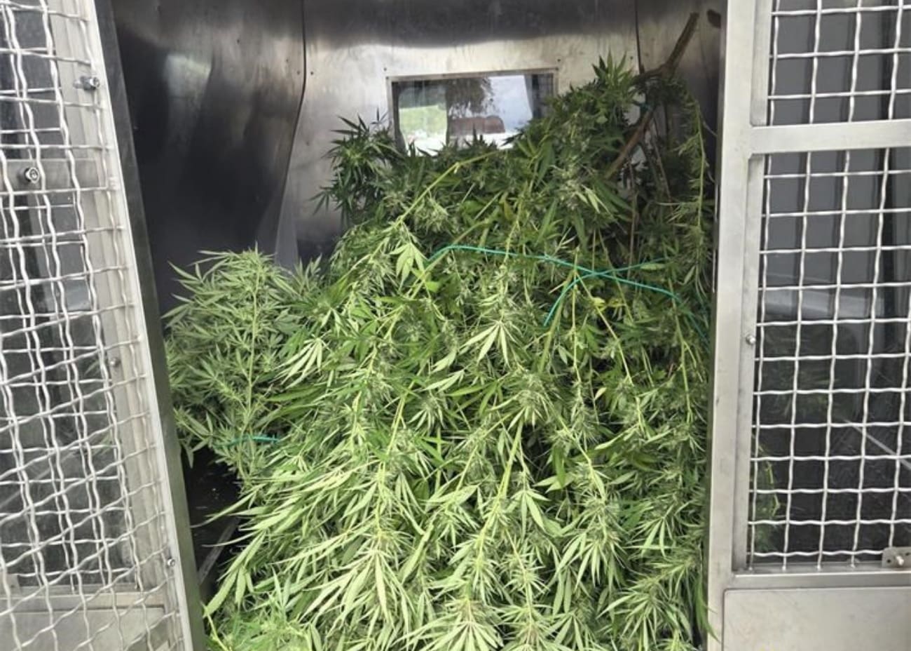 Dida u Dalmaciji sadio i sušio marihuanu