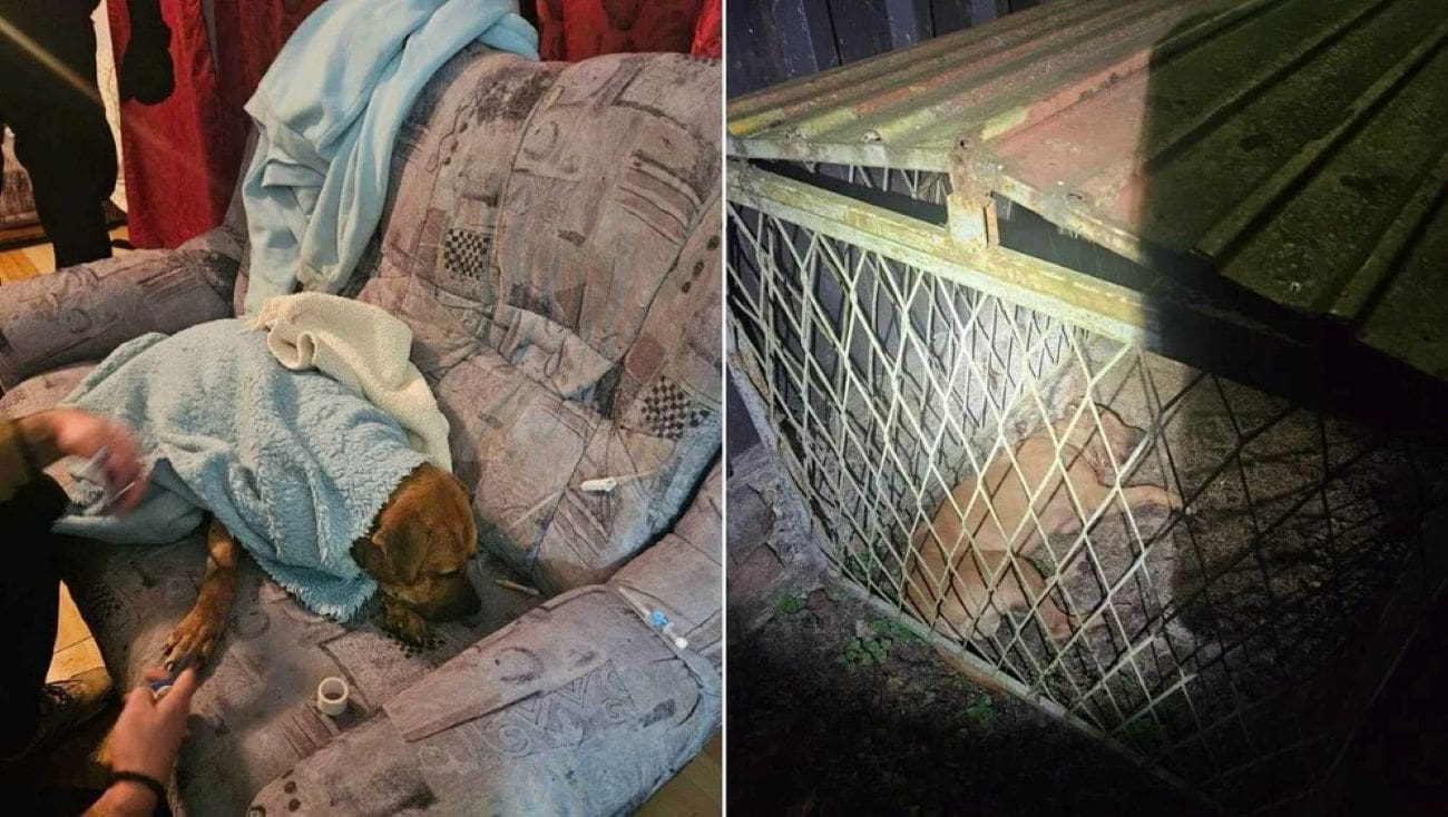 VIDEO Užasni prizori u susjedstvu: Pronađeni leševi pasa, među uhićenima i Hrvati