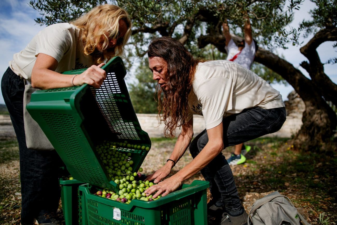 Postira domaćin 8. Svjetskog prvenstva u branju maslina