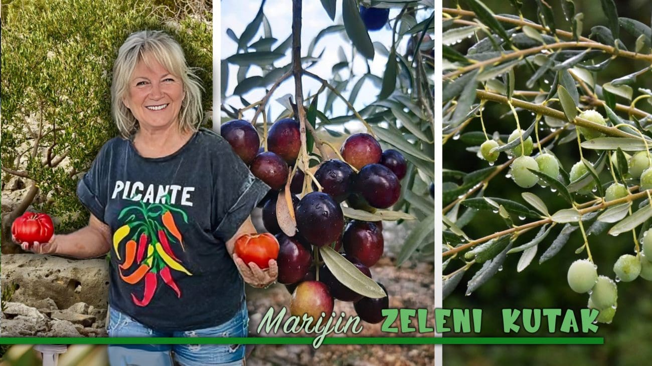 "Maslina je neobrana, a ja – neispavan": Maslinari su posebna bića – spoj filozofa, pjesnika, meteorologa, mehaničara i profesionalnih gunđala