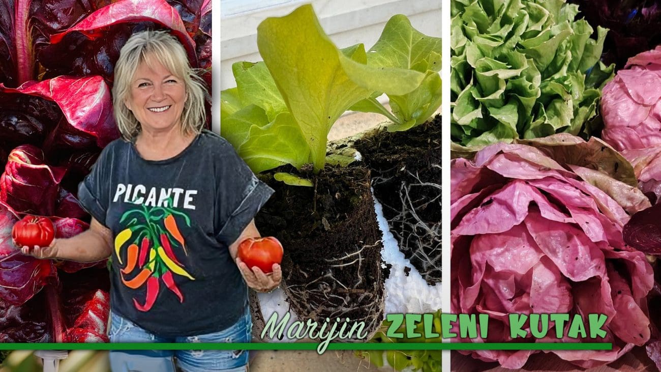 Mnogi ne znaju da je salata koja se servira "odmah" gotovo bezvrijedna: "Jedi onu koja još pamti kad je bila povezana s korijenom"