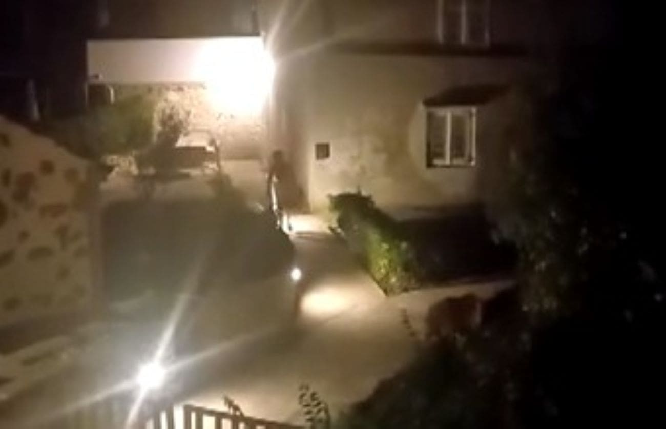 POŠAST NA DALMATINSKOM OTOKU Ima ih više nego ljudi: "Ne izlazimo navečer iz kuća"