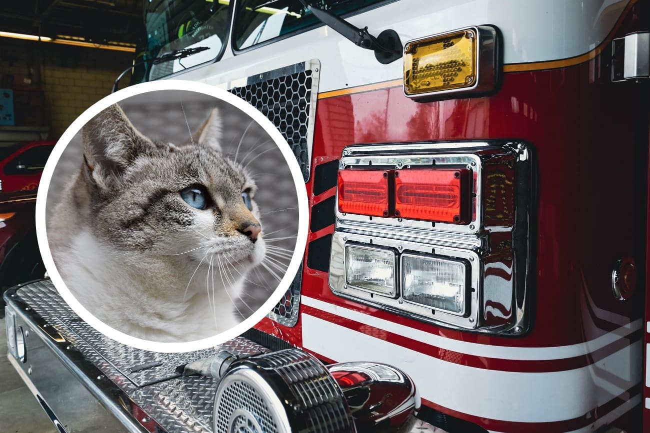 Vatrogasci spašavali mačku u Doverskoj ulici