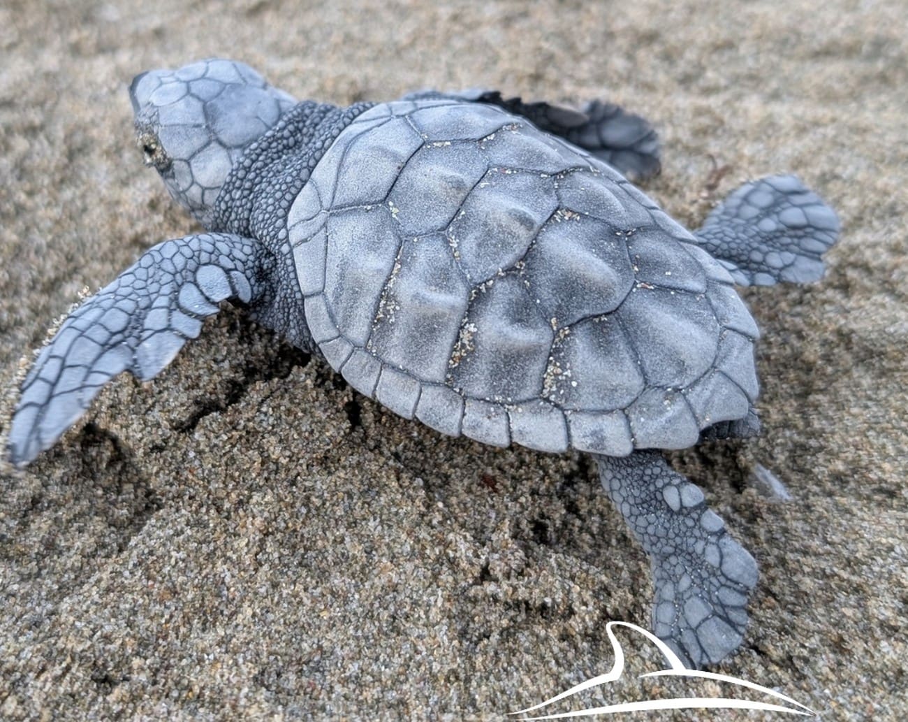 Senzacionalno otkriće glavatih želvi na Korčuli nije dobro završilo