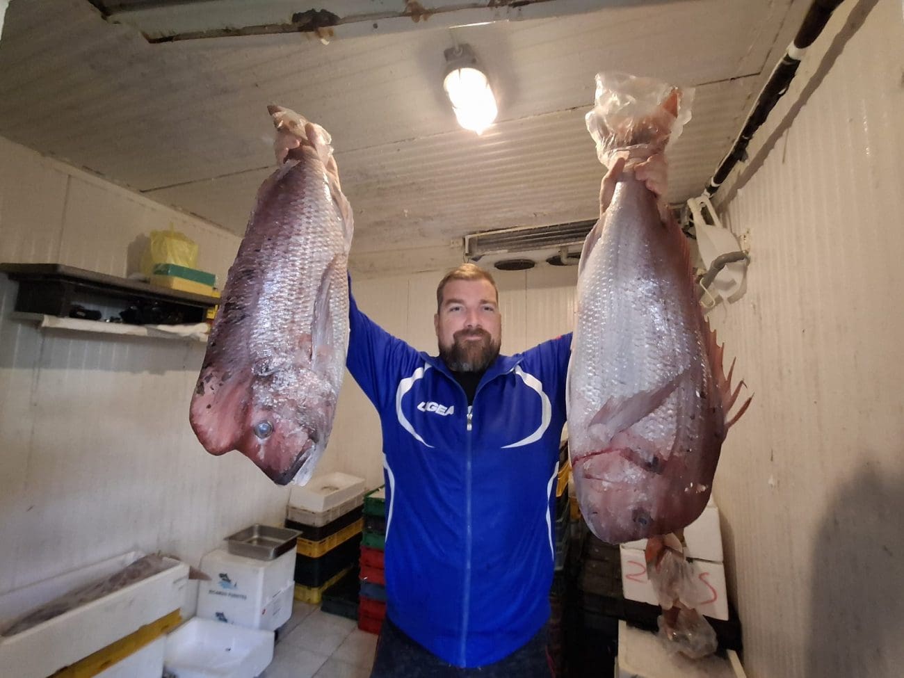 Kapitalni zubaci s Hvara stigli na Peškariju – komadi i do 12 kila!