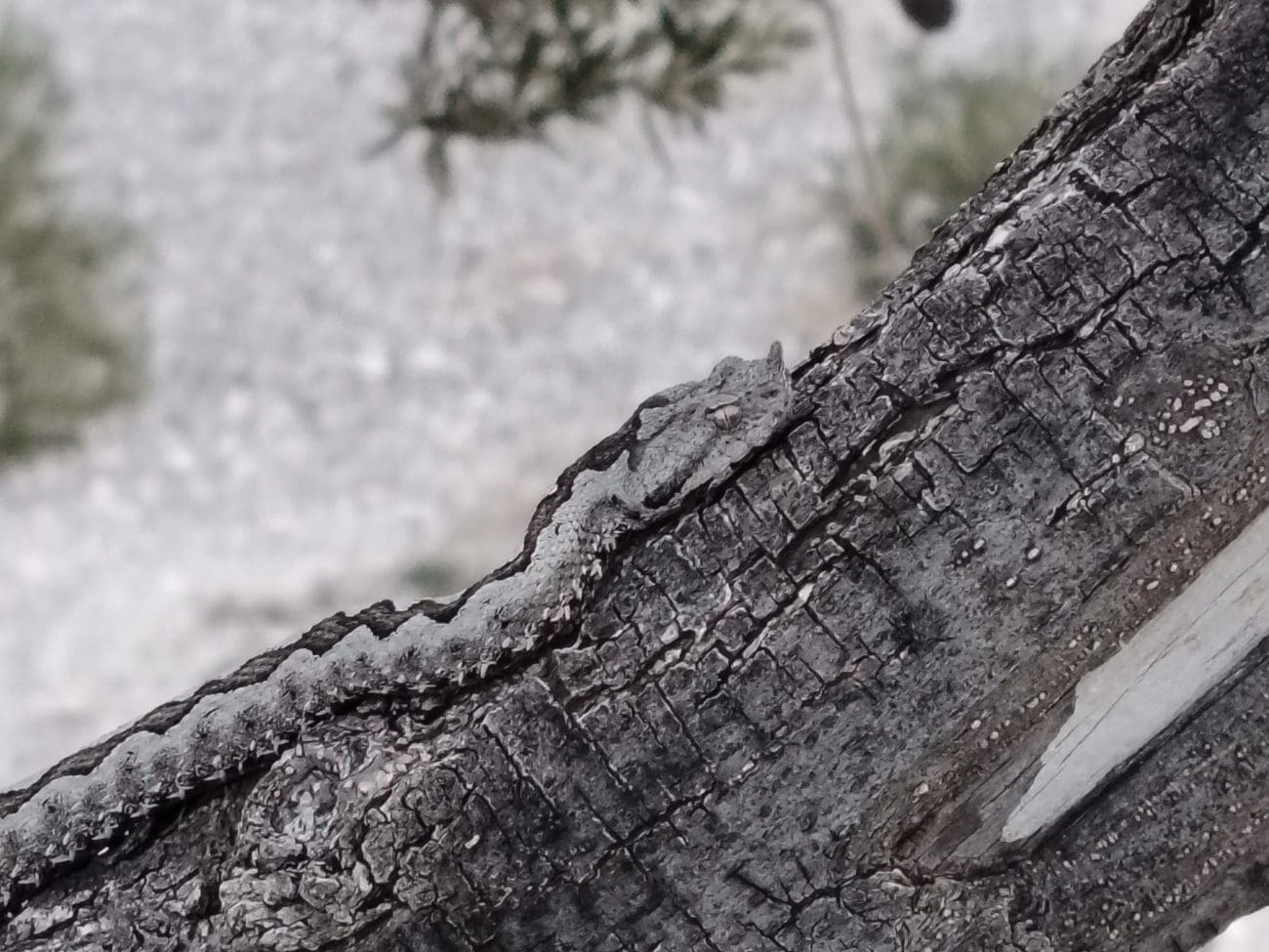 "Opasna i lipa beštija": Poskok se savršeno "kamuflirao" u dalmatinski maslinik - berete li masline, budite na oprezu