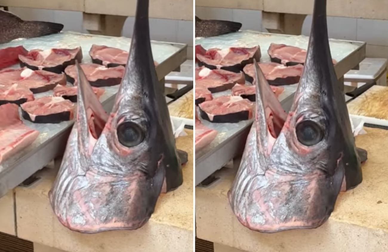 VIDEO Ovo je jutros atrakcija na splitskoj Peškariji