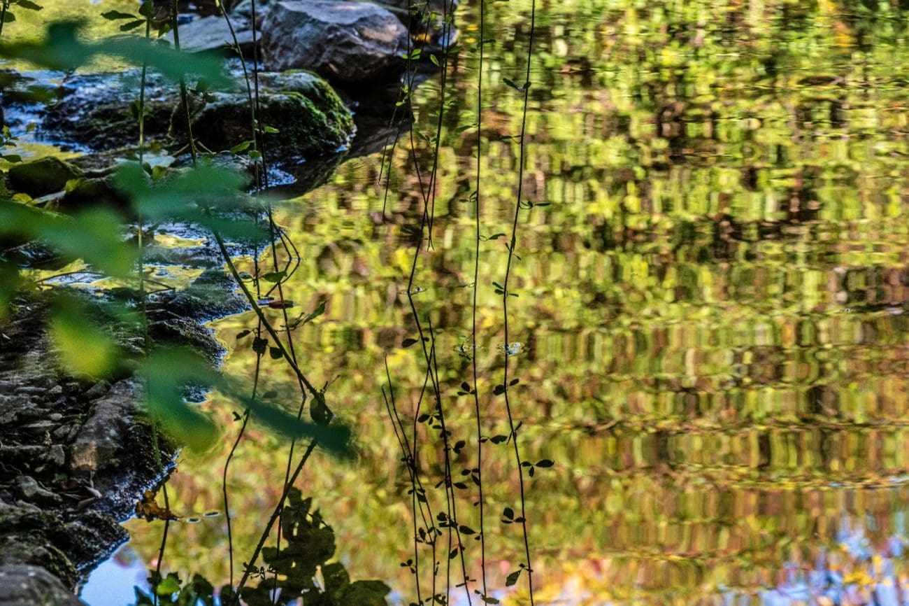 zrnovnica patke jesen priroda izvor nn rade popadic 1