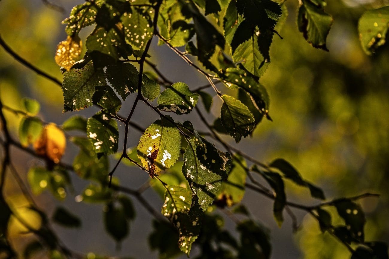 jesen zrnovnica foto rade 1