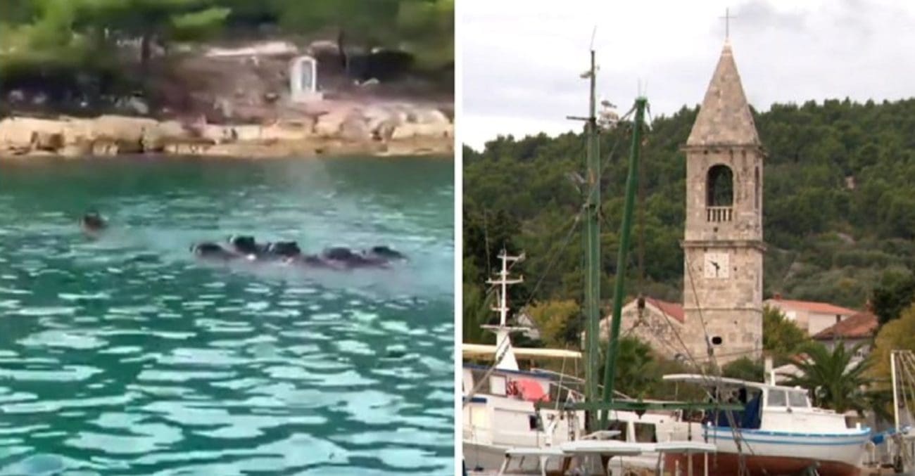 Invazija divljih svinja