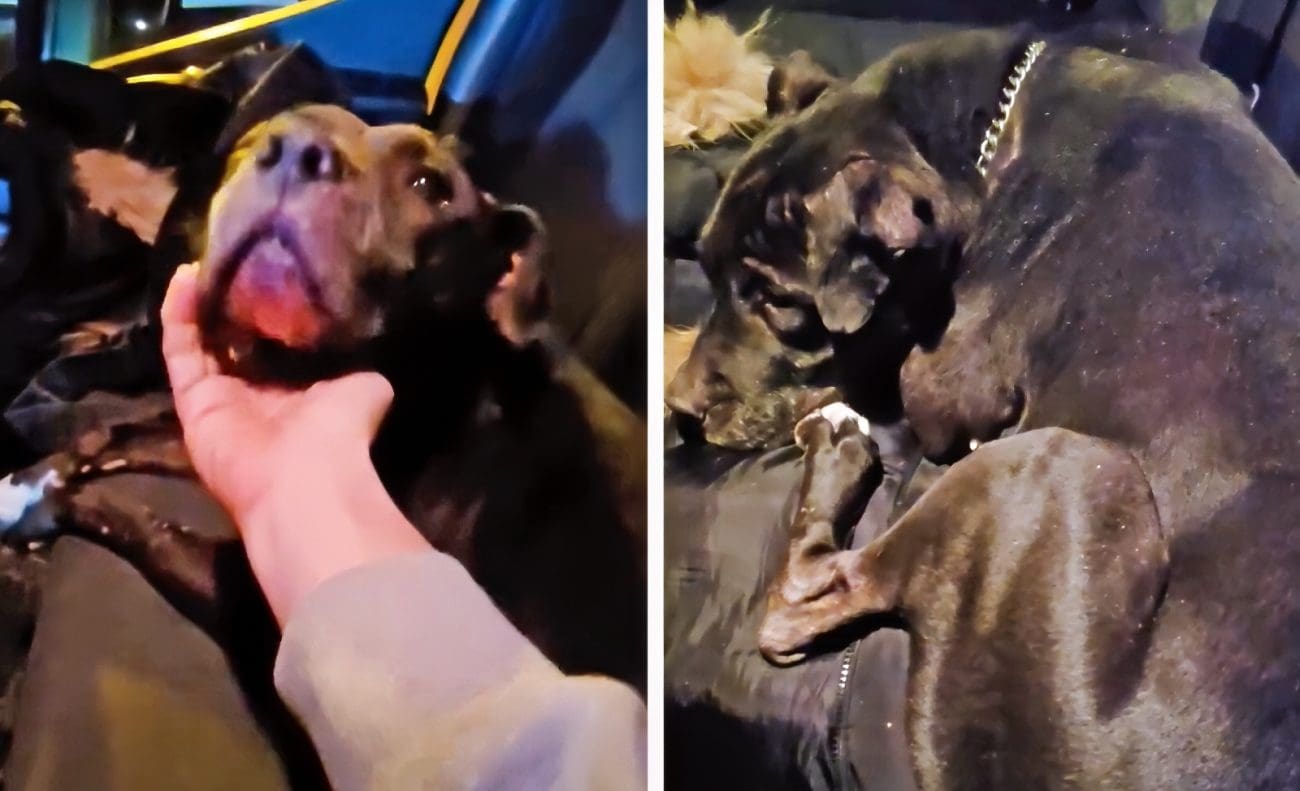 Potresni prizori: Pas spašen iz pakla borbi pasa – 11 godina koristili ga zlostavljači pasa