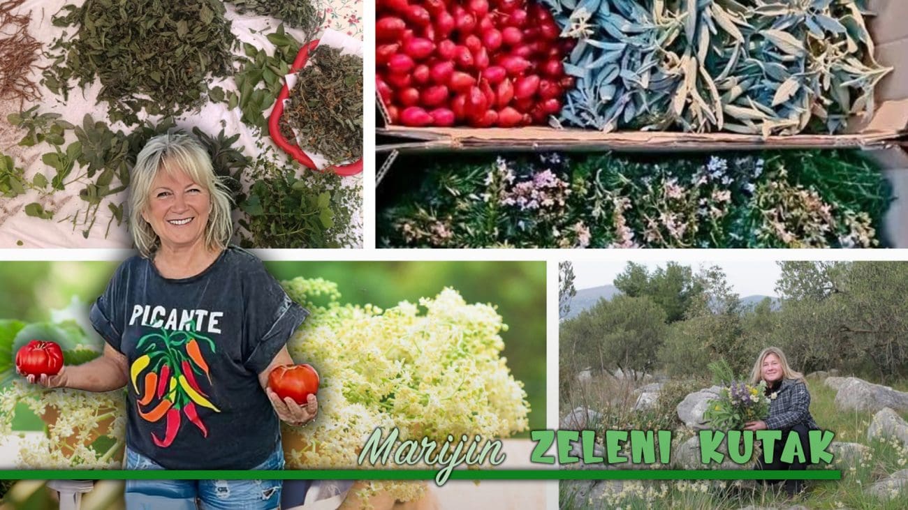 Tri splitske botaničarke o čajevima: "Kad bi žene znale koliko im znači stolisnik, nosile bi ga u borši, pod obavezno"