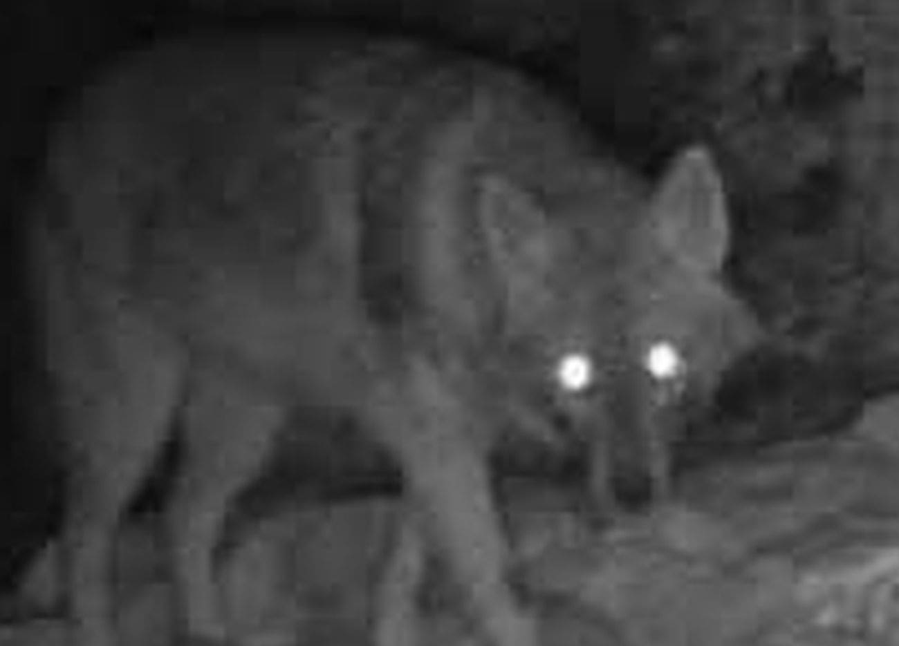 Neobičan susjed: Čagalj uočen u okolici Splita