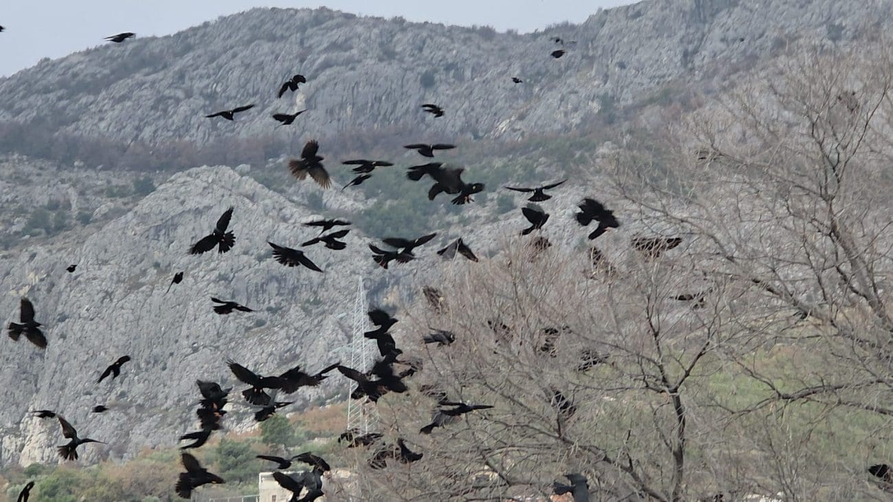 Jata ptica danas “zaposjela” istok Splita: Mnogi misle da su vrane, ali radi se o potpuno drugačijoj vrsti - ili tako nešto