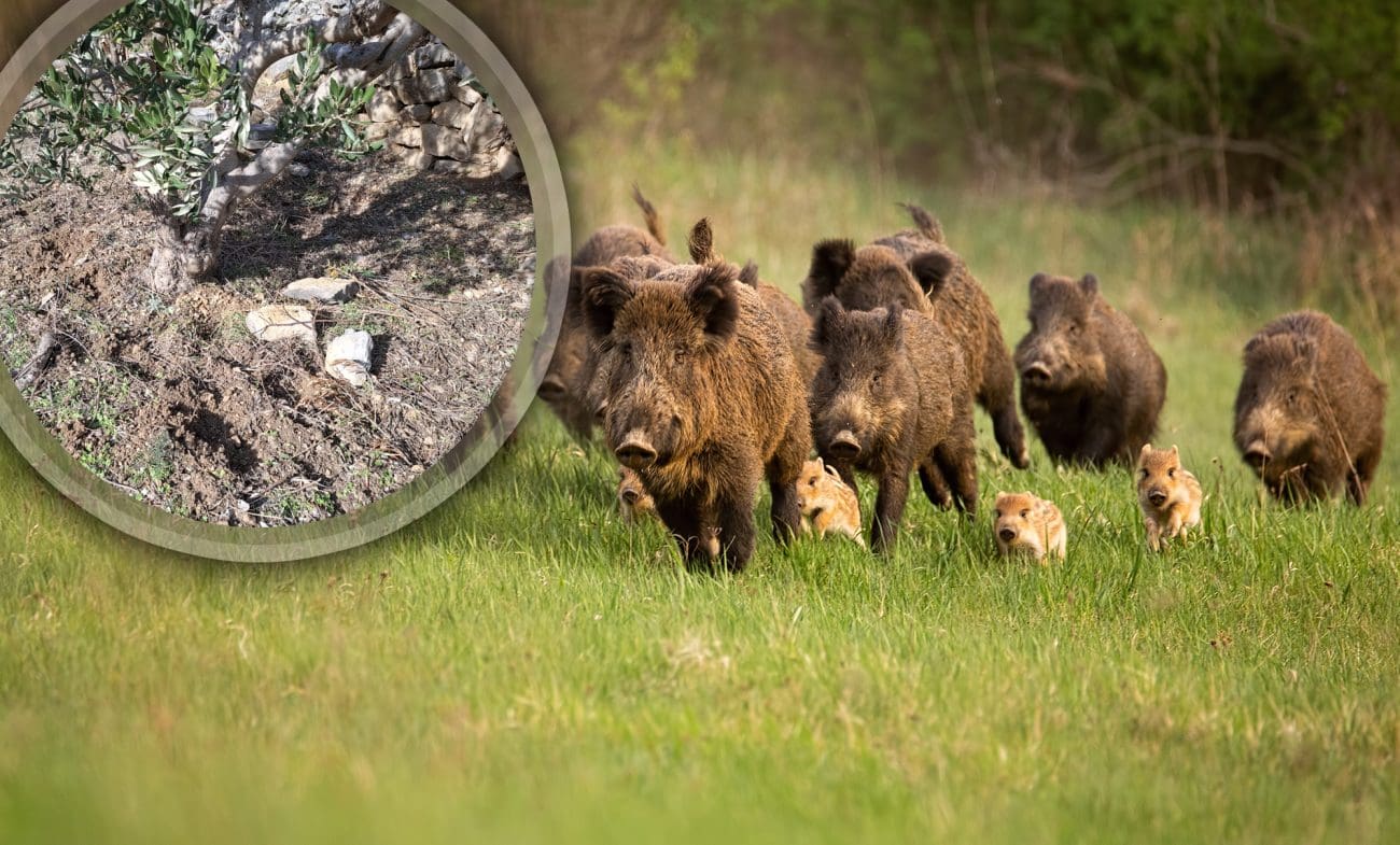 Divlje svinje haraju istočnim splitskim naseljem: "Napravile su veliku štetu u vrtu, susjedu su ušle u maslinike"