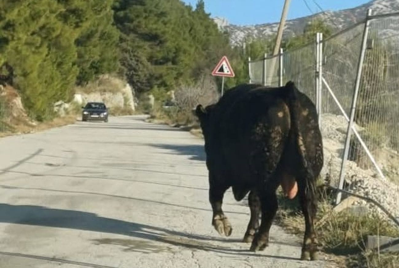 FOTO DANA Junac šeta Klisom