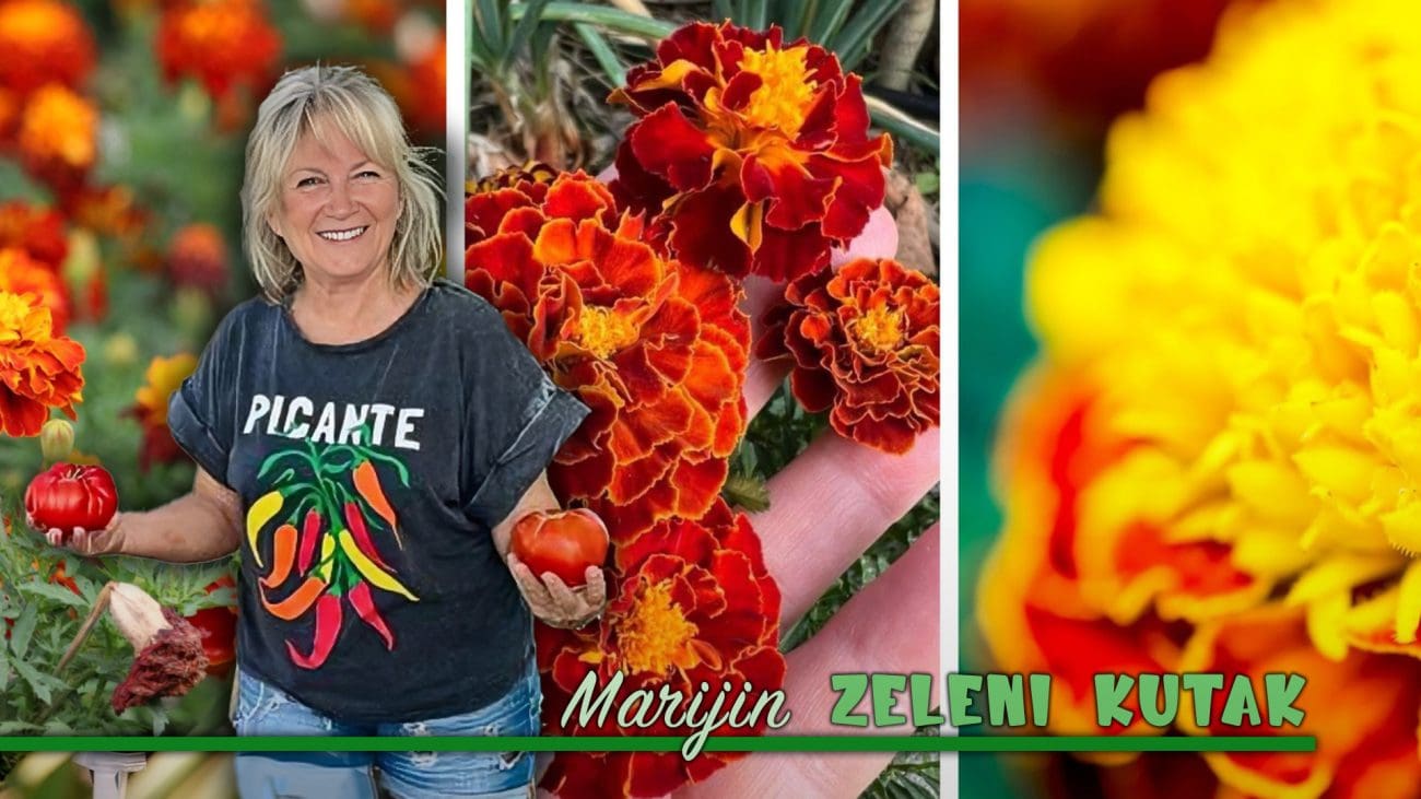 Ovo cvijeće ima jedno nevjerojatno svojstvo, a njegov jak miris eteričnog ulja odvraća lisne uši, bijele mušice, komarce i mrave