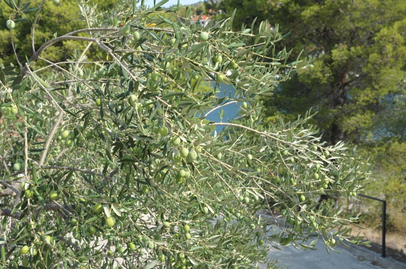 Cijene zakupa poljoprivrednog zemljišta blago porasle