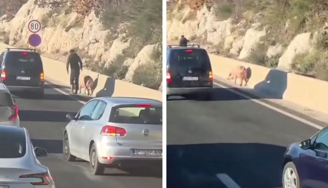 Nevjerojatan prizor na brzoj cesti Solin - Klis. Tko je izgubio svinju?