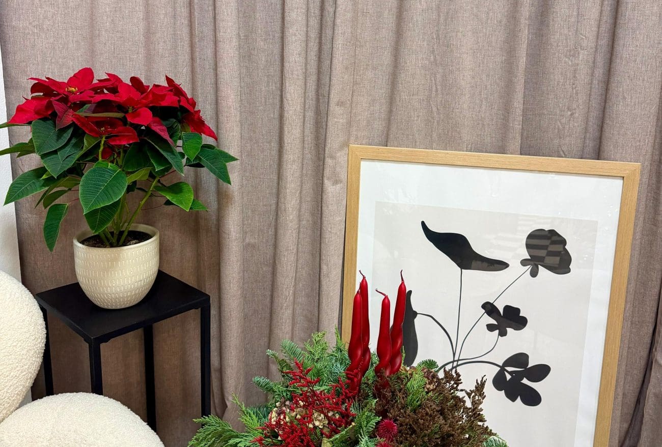 Je li ova neizostavna božićna dekoracija zaista otrovna i opasna? Cijena joj porasla, a evo na što trebate paziti pri kupnji