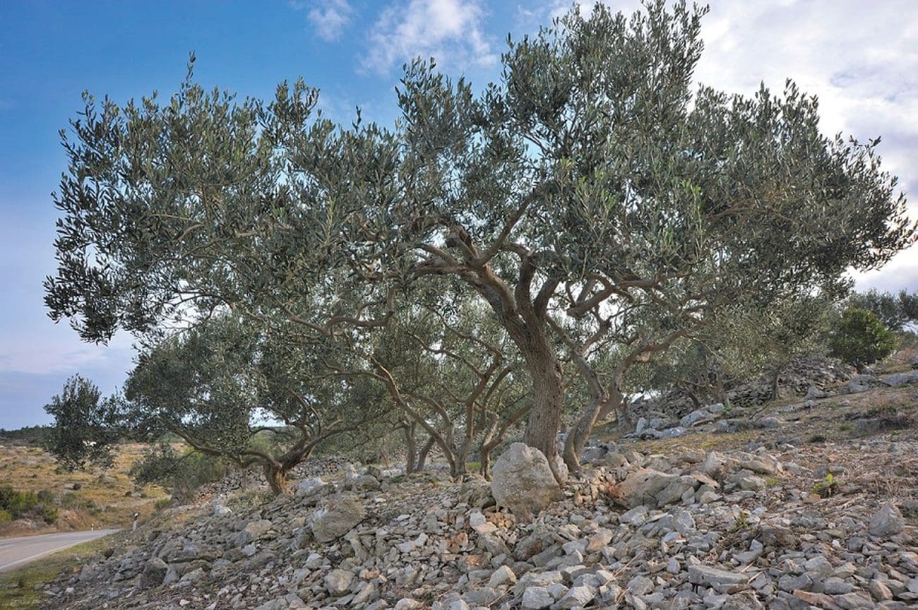 Možemo li sorte za super intenzivni uzgoj saditi u Hrvatskoj?