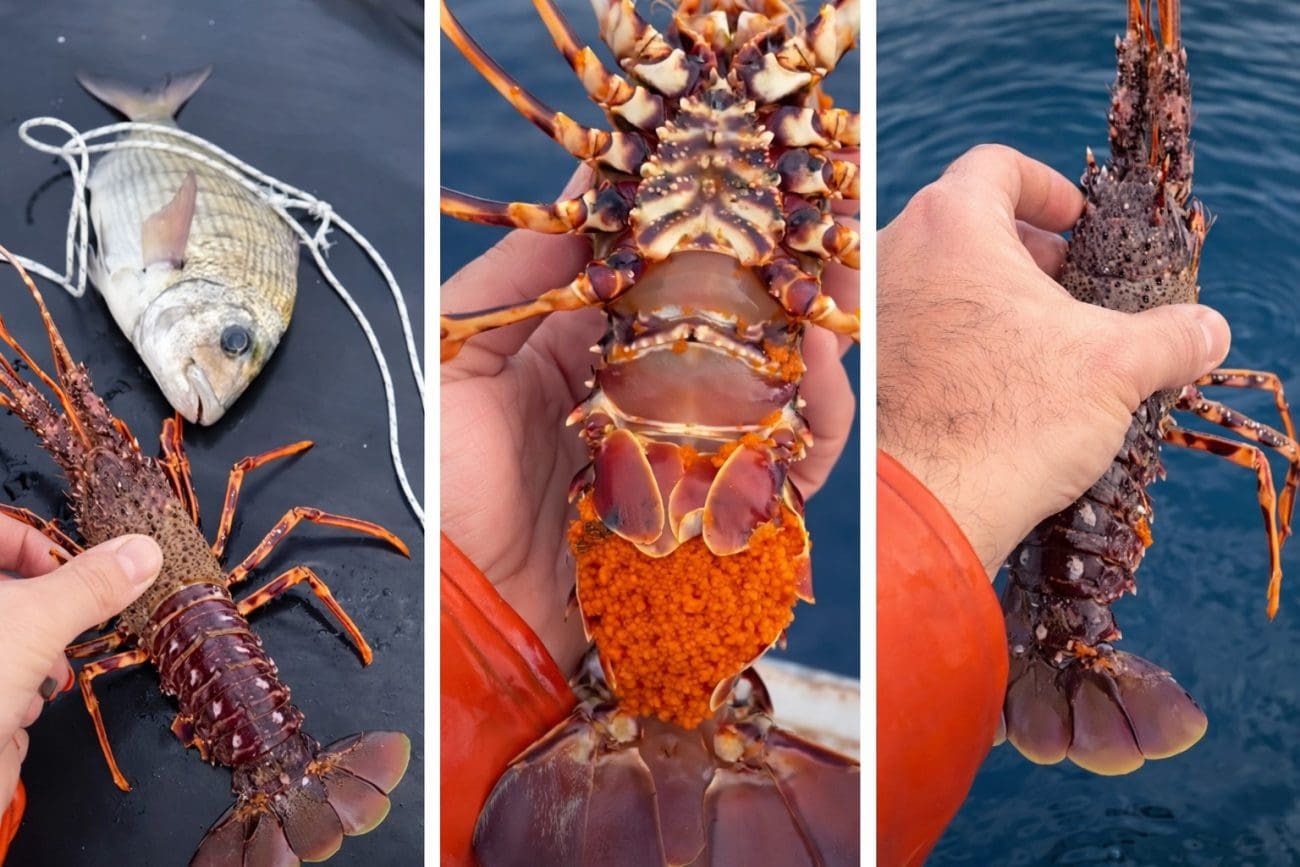 Jastozi kriju pravu malu biološku dramu. Fascinantne tajne jastoga: Ženke "zovu" mužjake, a jedna može nositi i više od 200 tisuća jaja