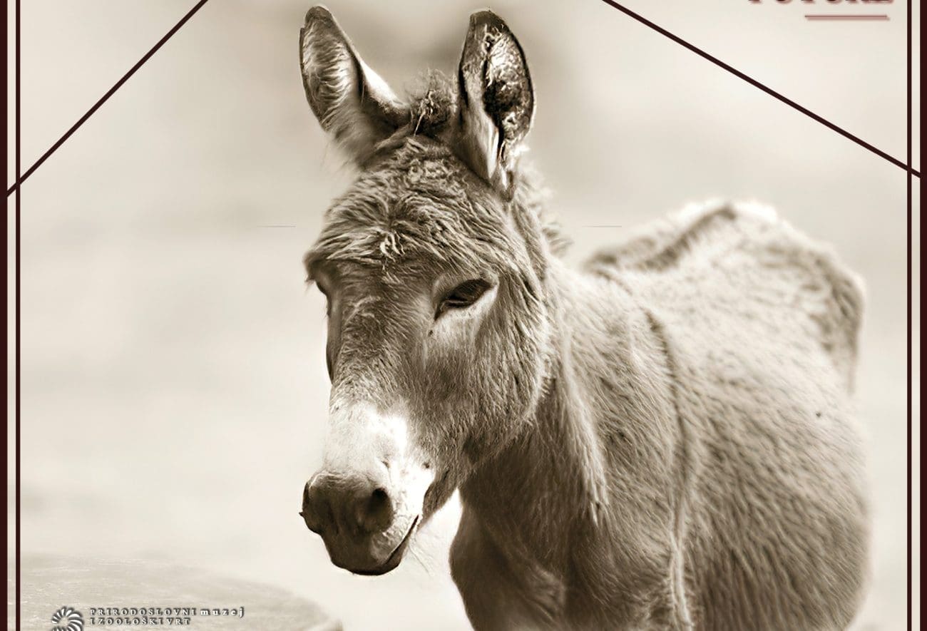 Multimedijalna izložba o magarcu otvara se u Grohotama u Noći muzeja