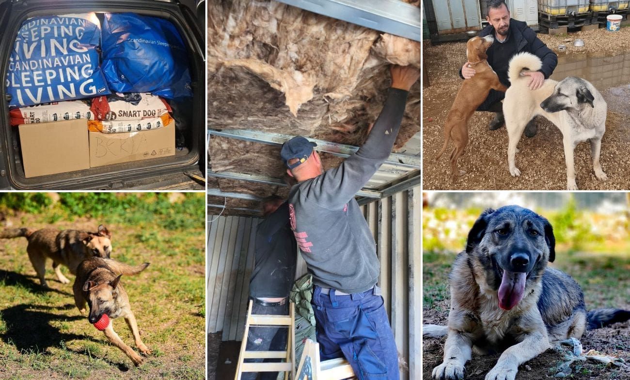 Udruga Berta iz Knina pruža novu priliku napuštenim i ozlijeđenim psima: "Psi doista ovo mjesto smatraju svojim domom. Bilo bi im ga šteta oduzeti"
