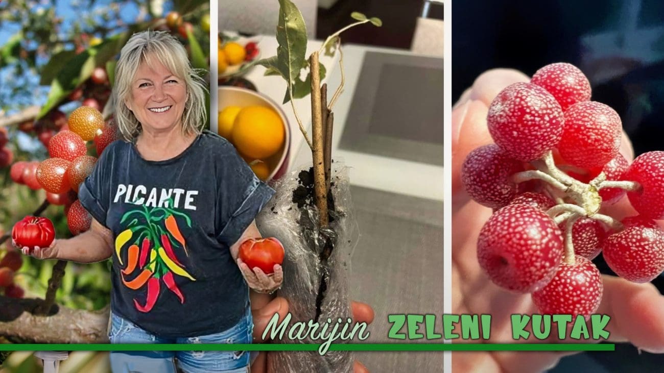 Jesenska maslina koja ne sliči na maslinu: Imaju više likopena od rajčica, snažnog antioksidansa