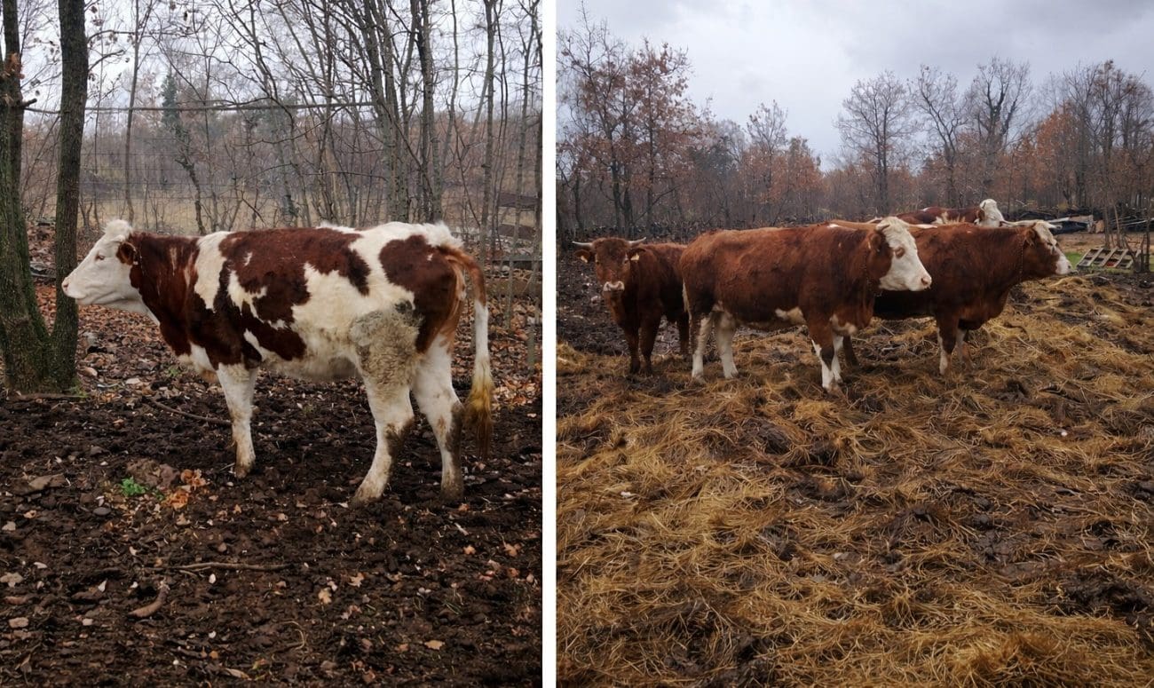 Pet krava nestalo na Svilaji. Svaka informacija je korisna