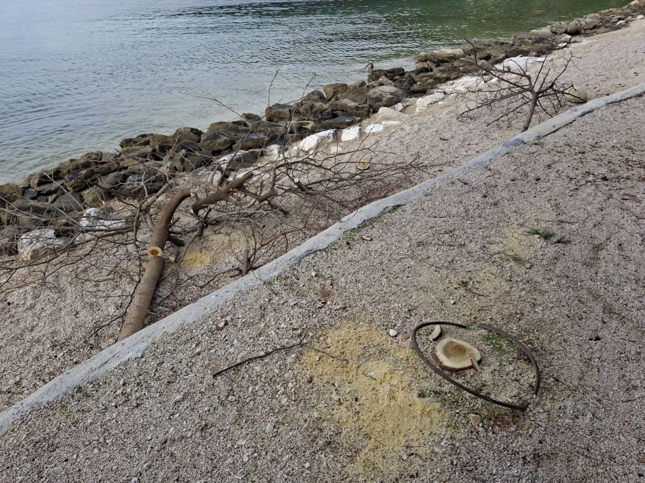 Na Kašjunima pronađena posječena stabla murvi, slučaj prijavljen policiji