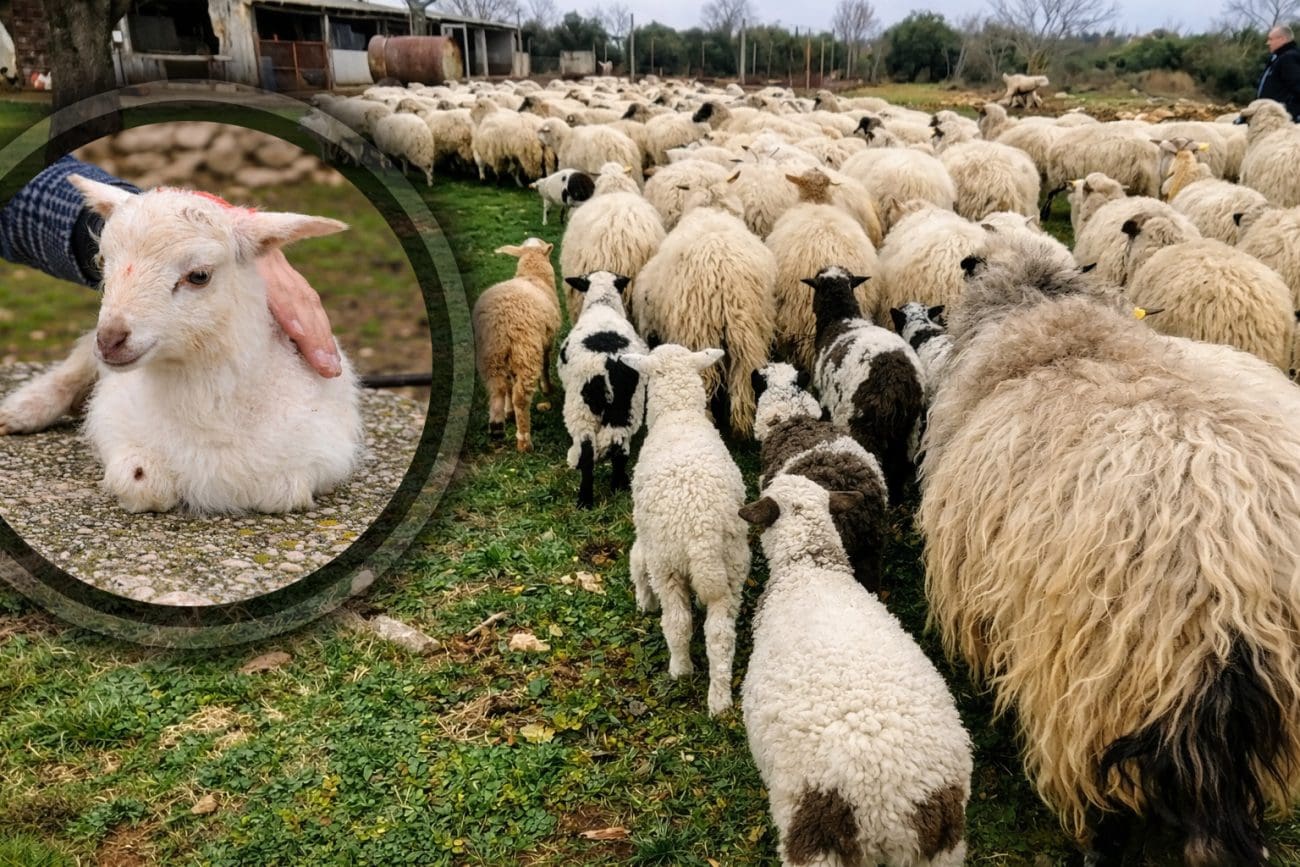 "Za jedno otočko janje možete kupiti gotovo dva vlaška": Samo na Pagu na svijet je došlo 30 tisuća janjadi