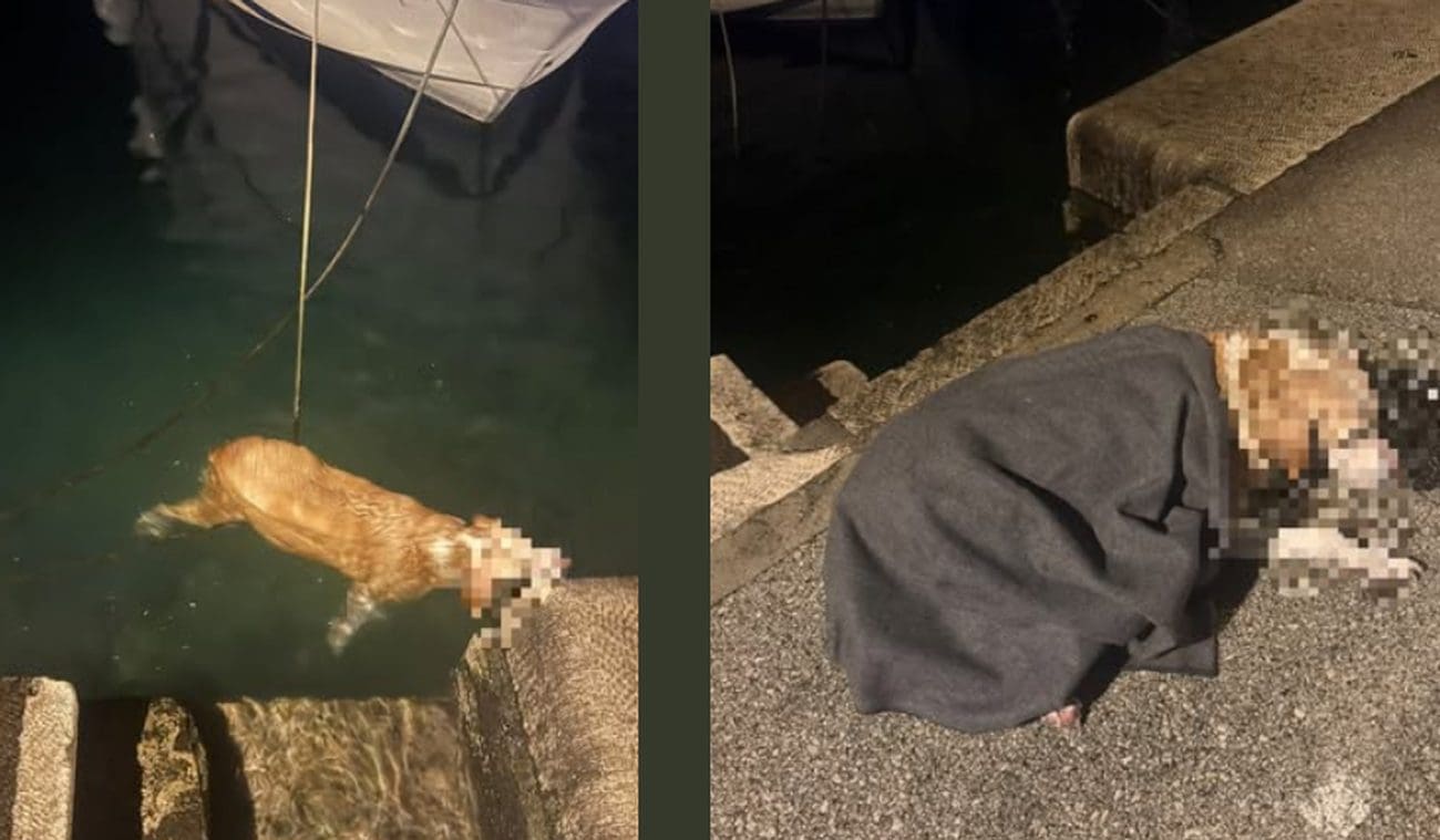 Akcija u zoru na Korčuli: Pas završio u moru, uslijedilo spašavanje...