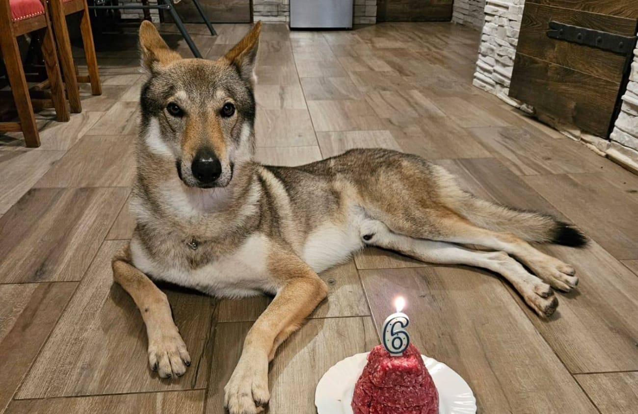 Obitelj Dragičević mjesecima traži svog Akija. Daju nagradu od 10 tisuća eura